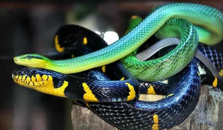 kode alam ular