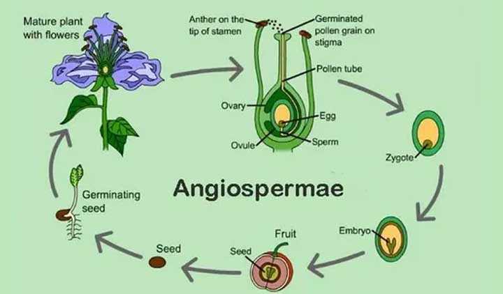 Angiospermae
